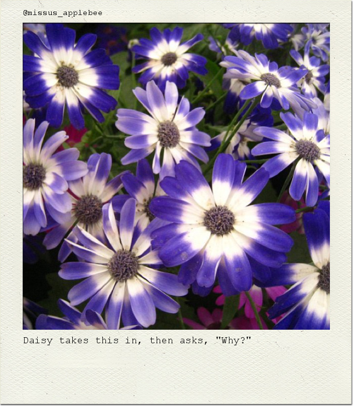 Daisy takes this in, then asks, "Why?"